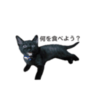 ボンちゃんは猫ですー（個別スタンプ：16）