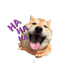 柴犬ゼロのスタンプ（個別スタンプ：1）