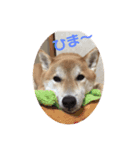 柴犬ゼロのスタンプ（個別スタンプ：2）