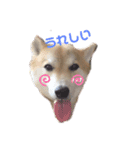 柴犬ゼロのスタンプ（個別スタンプ：3）