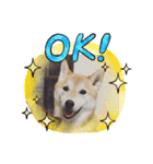 柴犬ゼロのスタンプ（個別スタンプ：7）