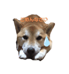 柴犬ゼロのスタンプ（個別スタンプ：8）