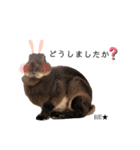 うさぎのぶりちゃん4（個別スタンプ：1）