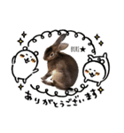うさぎのぶりちゃん4（個別スタンプ：5）