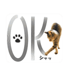 【写真】かわいいねこ（個別スタンプ：3）