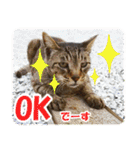 【写真】かわいいねこ（個別スタンプ：4）