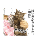 【写真】かわいいねこ（個別スタンプ：5）