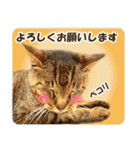 【写真】かわいいねこ（個別スタンプ：6）