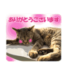 【写真】かわいいねこ（個別スタンプ：7）