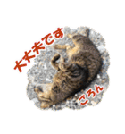【写真】かわいいねこ（個別スタンプ：8）