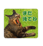 【写真】かわいいねこ（個別スタンプ：11）