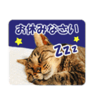 【写真】かわいいねこ（個別スタンプ：12）