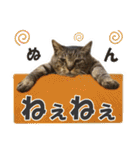 【写真】かわいいねこ（個別スタンプ：15）