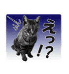 【写真】かわいいねこ（個別スタンプ：16）