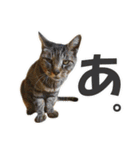 【写真】かわいいねこ（個別スタンプ：17）