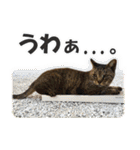 【写真】かわいいねこ（個別スタンプ：18）