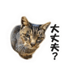 【写真】かわいいねこ（個別スタンプ：20）