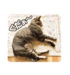 【写真】かわいいねこ（個別スタンプ：21）
