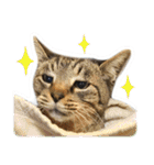 【写真】かわいいねこ（個別スタンプ：22）