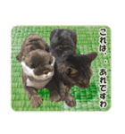 【写真】かわいいねこ（個別スタンプ：23）