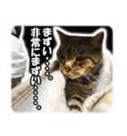 【写真】かわいいねこ（個別スタンプ：26）