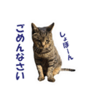 【写真】かわいいねこ（個別スタンプ：27）