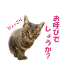 【写真】かわいいねこ（個別スタンプ：30）