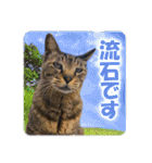 【写真】かわいいねこ（個別スタンプ：32）