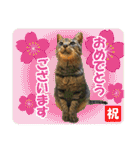 【写真】かわいいねこ（個別スタンプ：33）