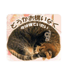 【写真】かわいいねこ（個別スタンプ：34）