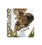 【写真】かわいいねこ（個別スタンプ：35）