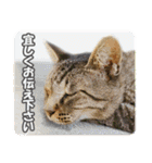 【写真】かわいいねこ（個別スタンプ：36）