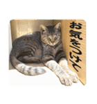 【写真】かわいいねこ（個別スタンプ：37）