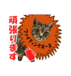 【写真】かわいいねこ（個別スタンプ：38）