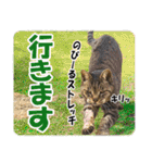 【写真】かわいいねこ（個別スタンプ：39）