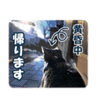 【写真】かわいいねこ（個別スタンプ：40）