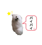 すふれすふれ（個別スタンプ：5）