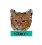 ふうちゃんの巻 パート2（個別スタンプ：4）