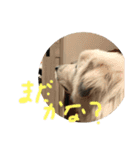 カット琥珀スタンプ（個別スタンプ：2）