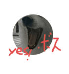 カット琥珀スタンプ（個別スタンプ：5）
