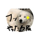 カット琥珀スタンプ（個別スタンプ：11）