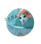 三毛猫ことね（個別スタンプ：1）