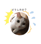 三毛猫ことね（個別スタンプ：3）