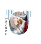 三毛猫ことね（個別スタンプ：5）