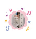 三毛猫ことね（個別スタンプ：6）