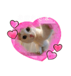 三毛猫ことね（個別スタンプ：8）