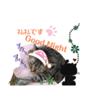 お猫しゃん＆お馬しゃん（個別スタンプ：3）