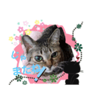 お猫しゃん＆お馬しゃん（個別スタンプ：4）