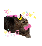 お猫しゃん＆お馬しゃん（個別スタンプ：8）