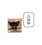 チワワスタンプ第1弾（個別スタンプ：2）